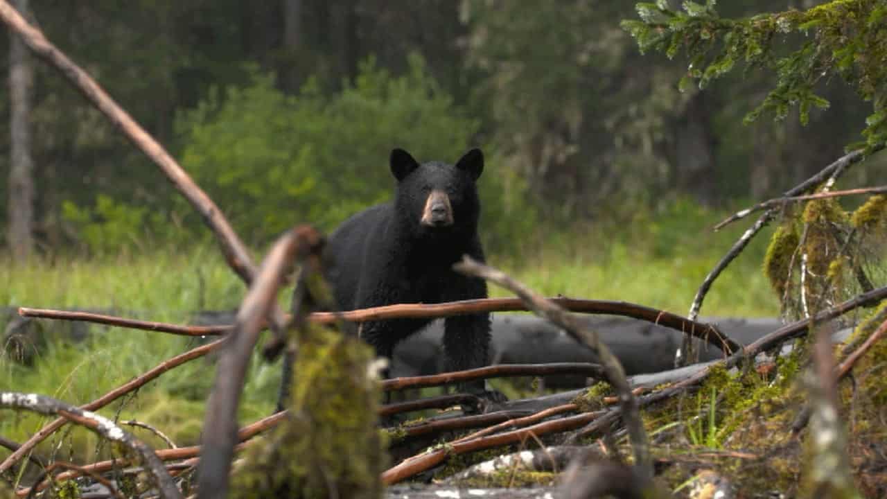 4. Bölüm