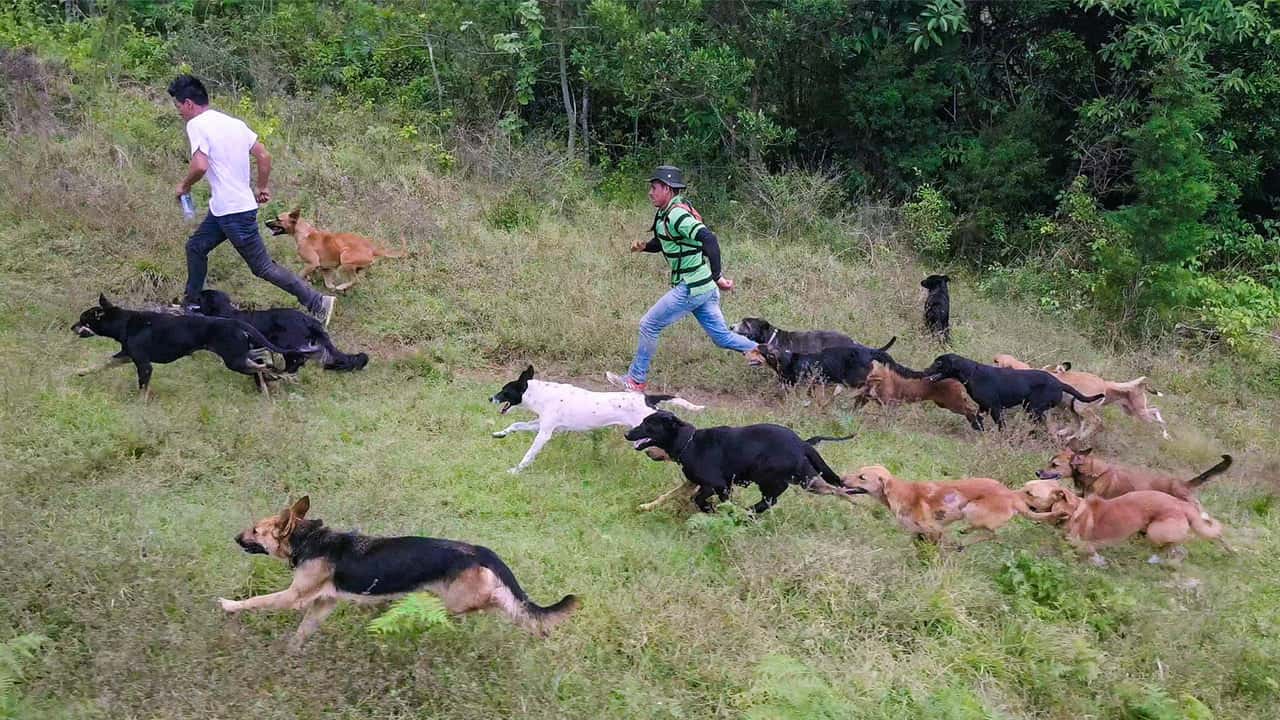 Köpekler 1. Sezon 5. Bölüm kapak