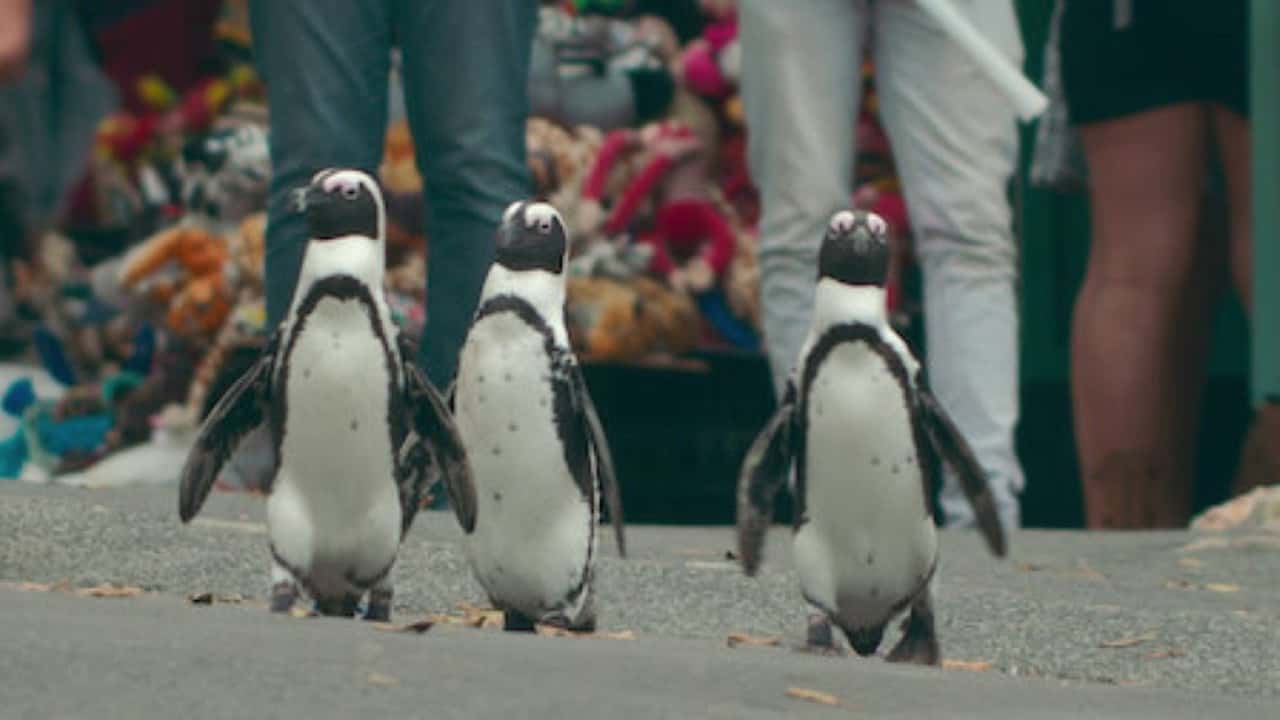 Penguen Kolonisi 1. Sezon 1. Bölüm kapak