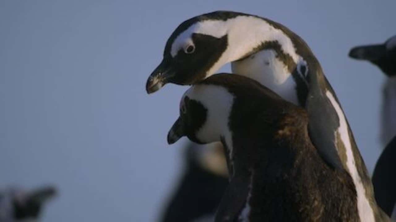 Penguen Kolonisi 1. Sezon 2. Bölüm kapak