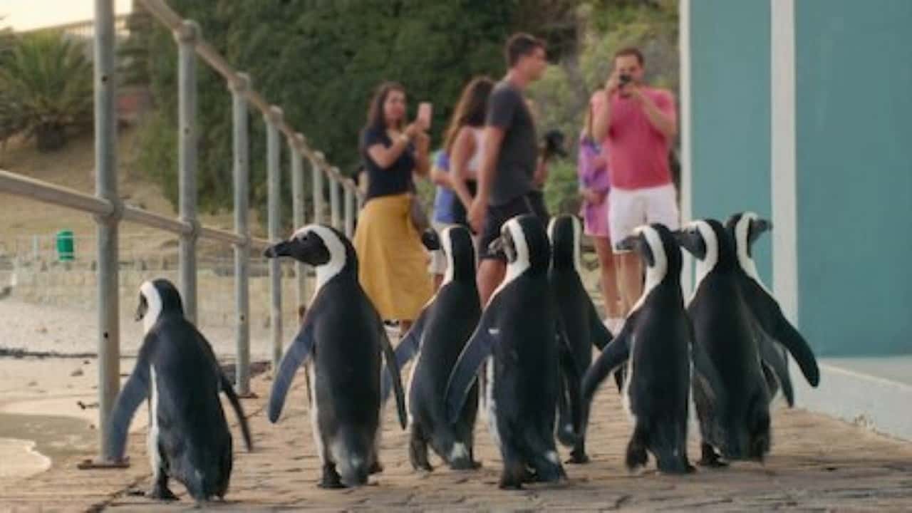 Penguen Kolonisi 1. Sezon 6. Bölüm kapak