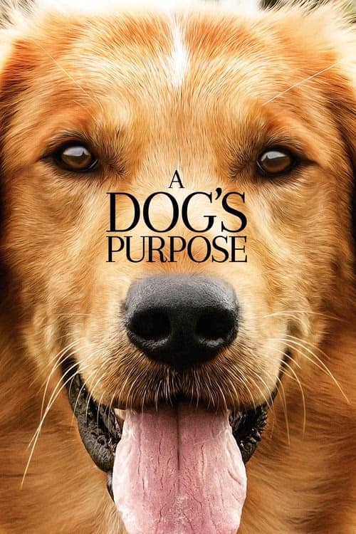 Can Dostum izle