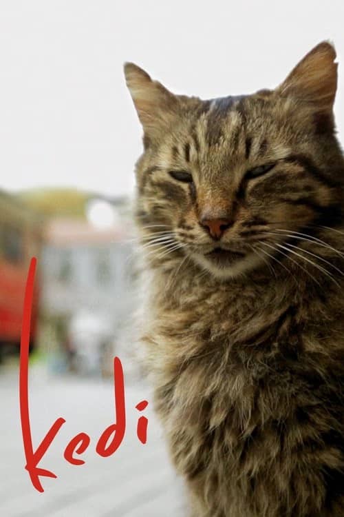 Kedi izle