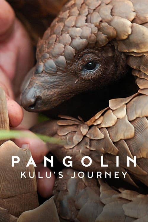 Pangolin: Kulu'nun Yolculuğu izle