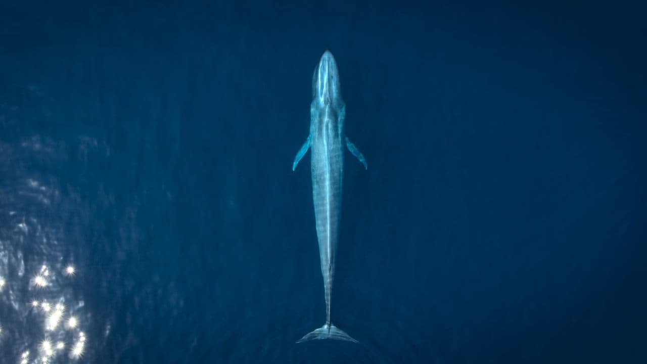 1. Bölüm
