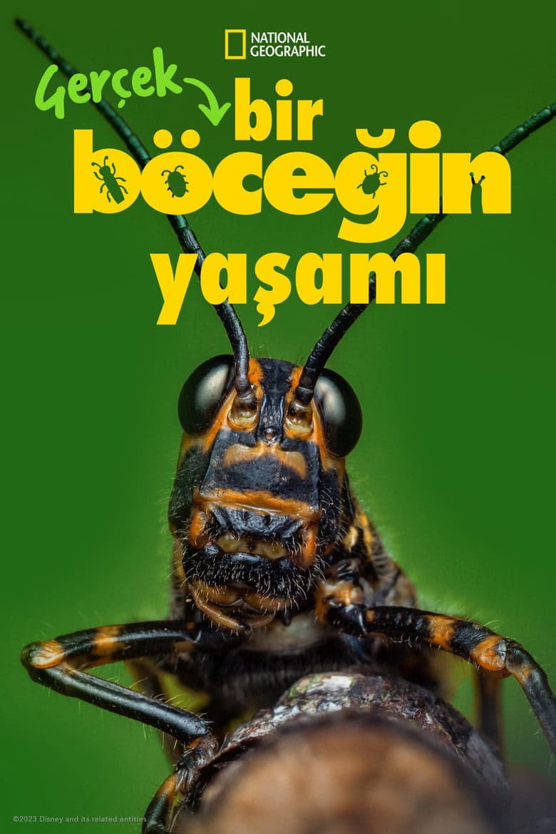 Gerçek Bir Böceğin Yaşamı 1. Sezon Posteri