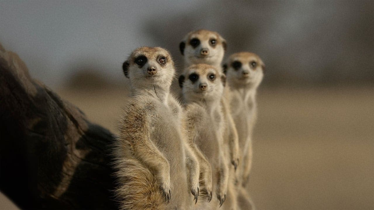 The Secret Lives of Animals arka plan