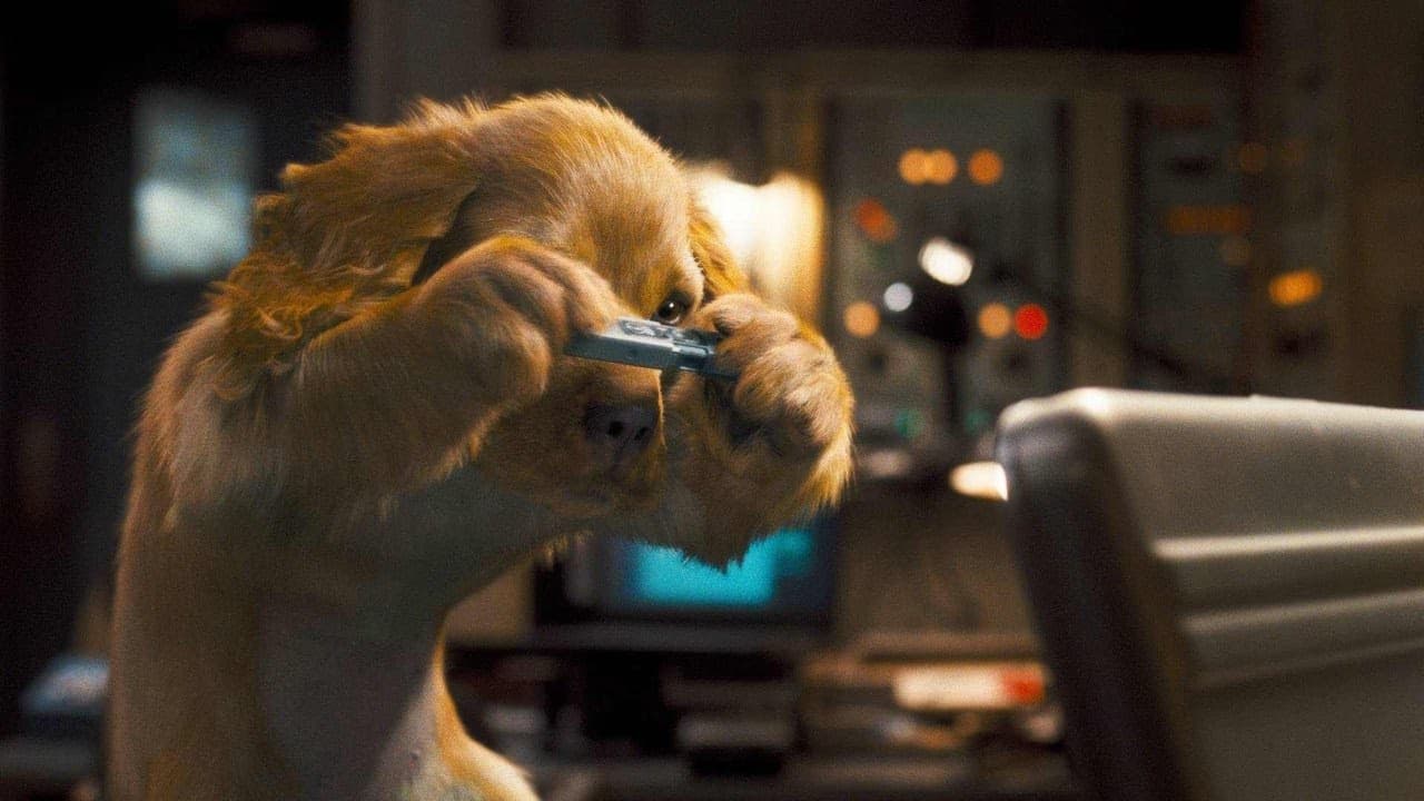 Kediler ve Köpekler