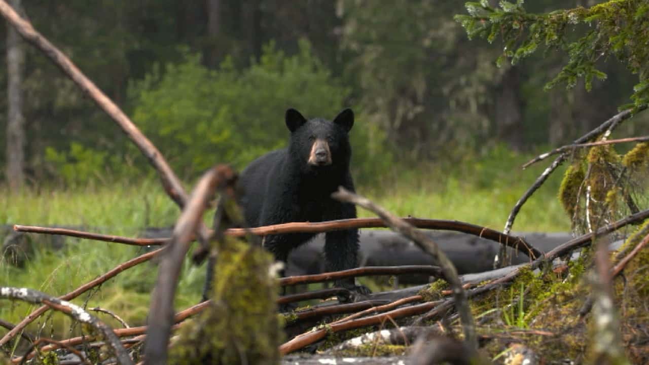 Alaska'nın Bozayıları 1. Sezon 4. Bölüm kapak