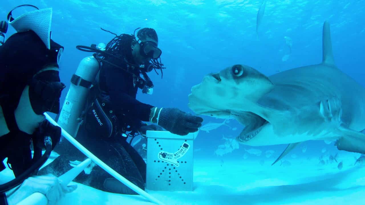 All the Sharks 1. Sezon 6. Bölüm kapak
