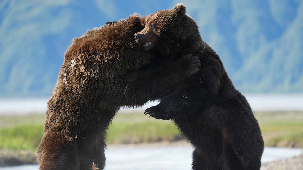 Big Beasts 1. Sezon 6. Bölüm kapak