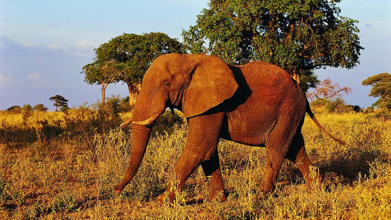 Big Beasts: Last of the Giants 1. Sezon 3. Bölüm kapak