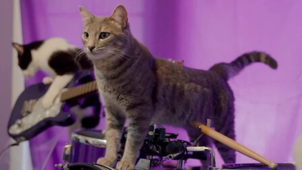 Cat People 1. Sezon 2. Bölüm kapak
