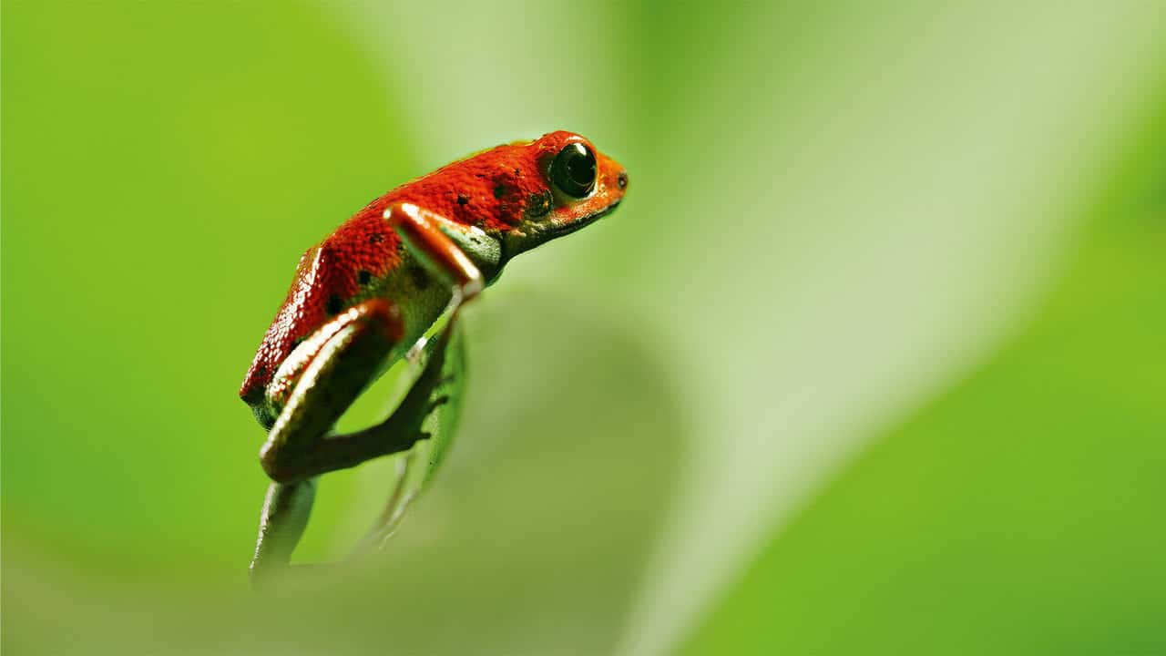 David Attenborough ile Yaşamın Renkleri 1. Sezon 1. Bölüm kapak