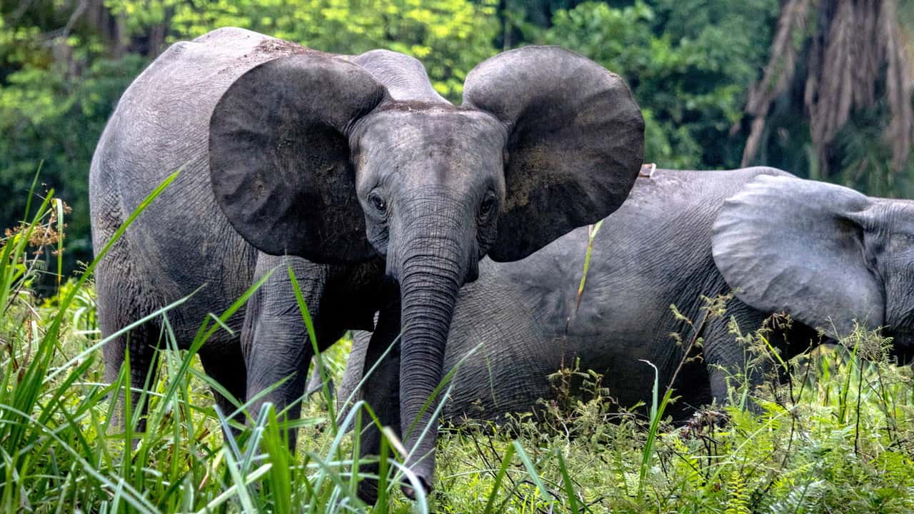 Fillerin Gizemli Dünyası 1. Sezon 3. Bölüm kapak