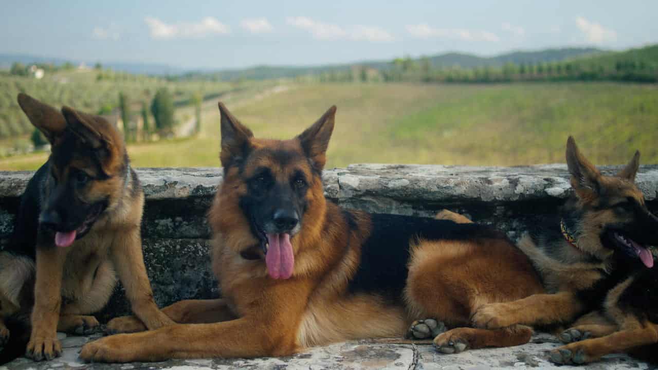 4. Bölüm