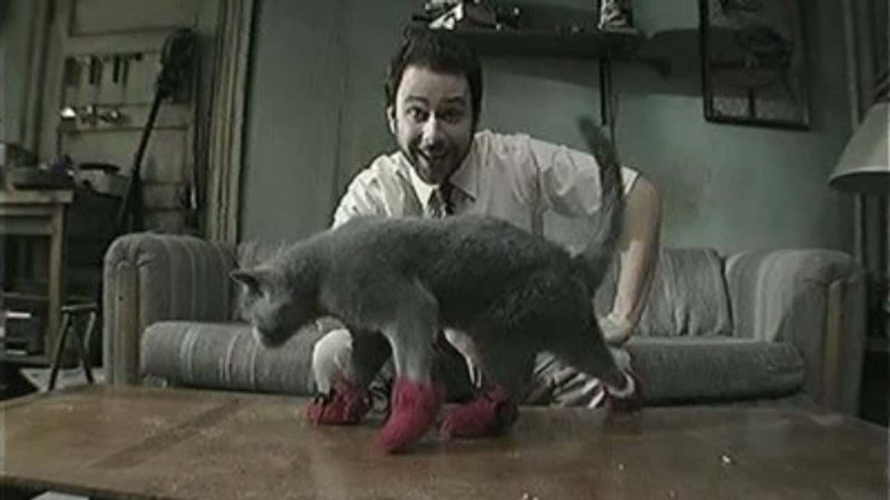 It's Always Sunny in Philadelphia 5. Sezon 8. Bölüm kapak