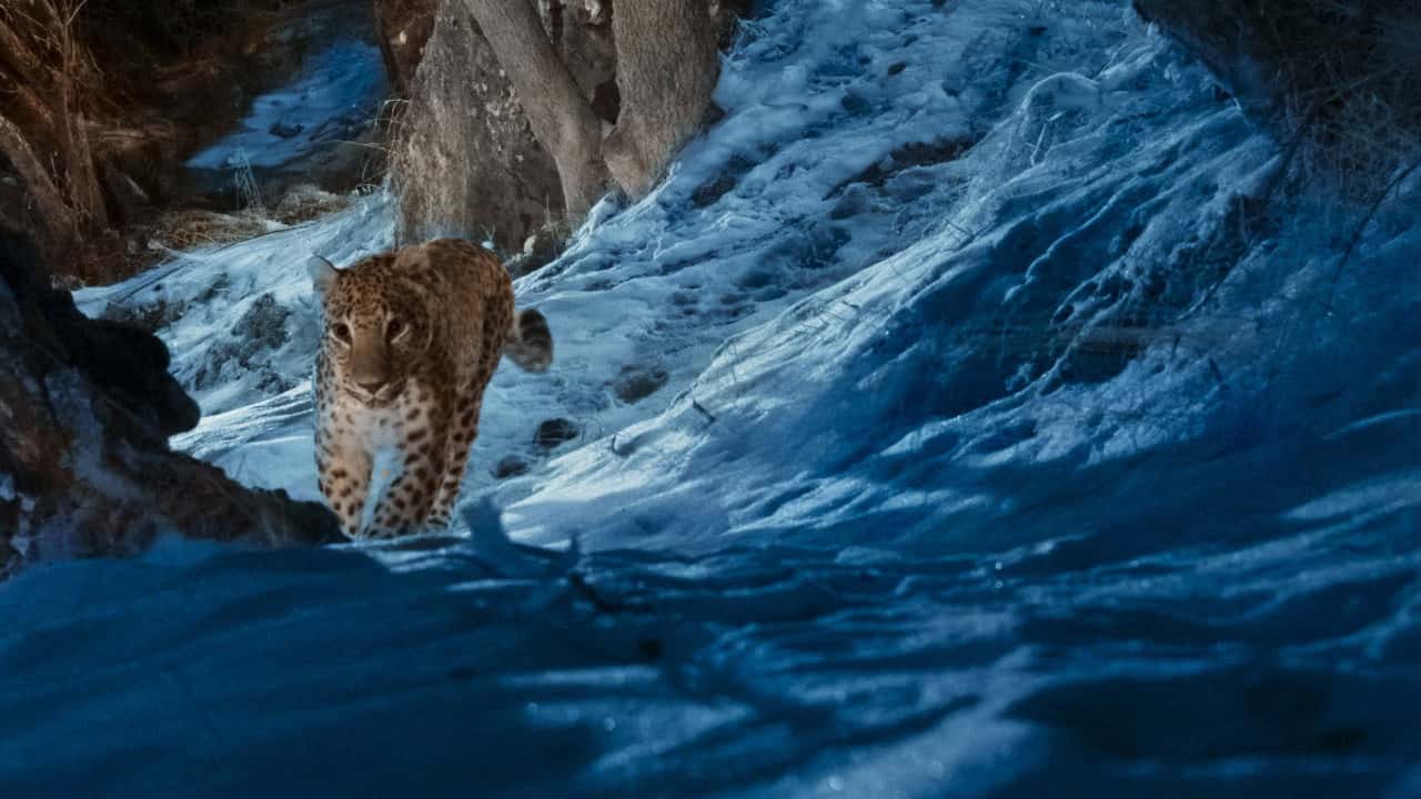 The Wild Ones 1. Sezon 4. Bölüm kapak