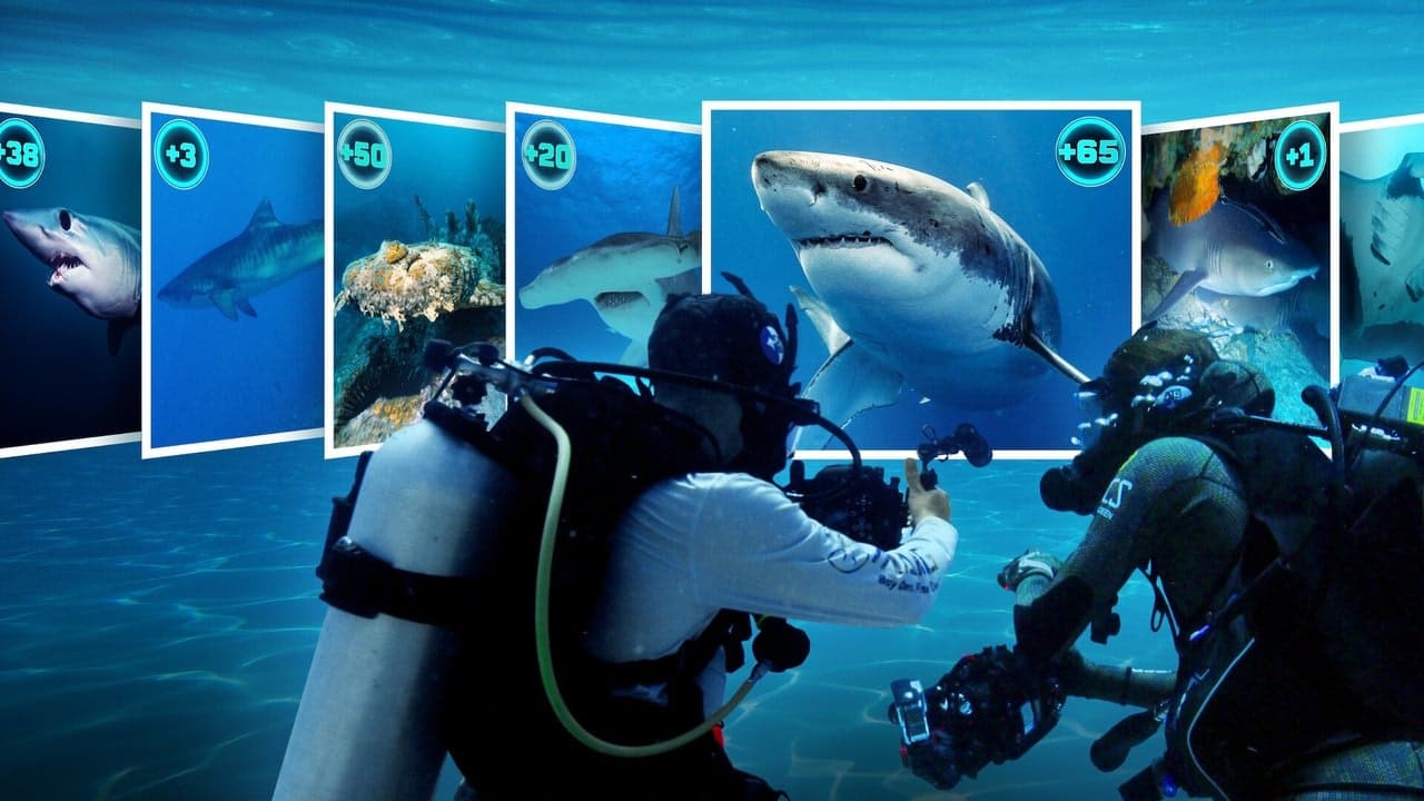 All the Sharks arka plan