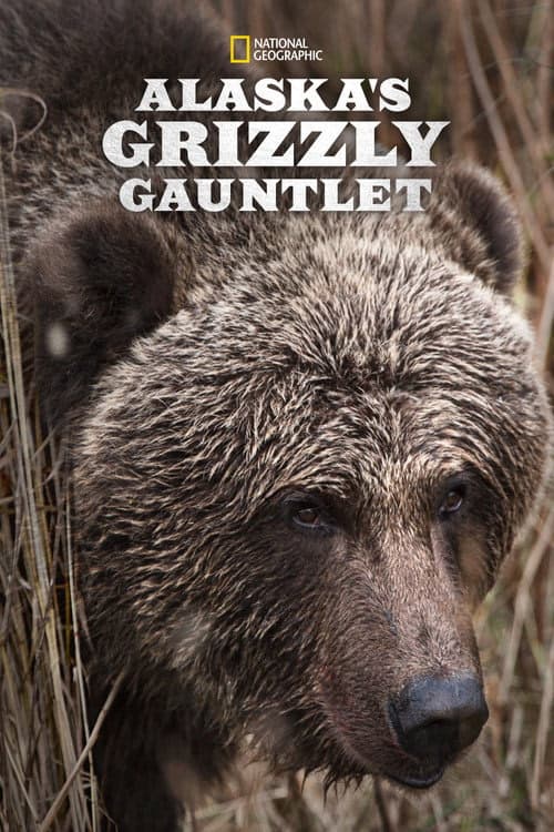 Alaska'nın Bozayıları izle