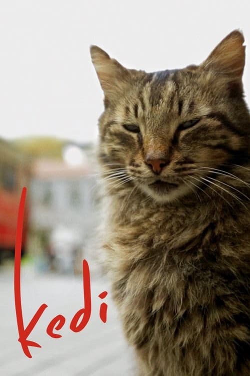 Kedi izle